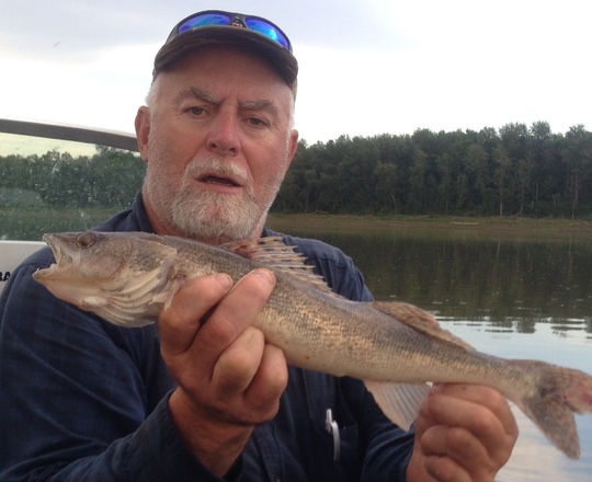 Sauger