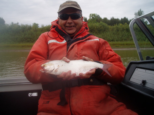 Goldeye