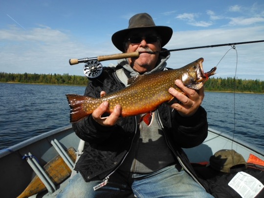 Brook Trout