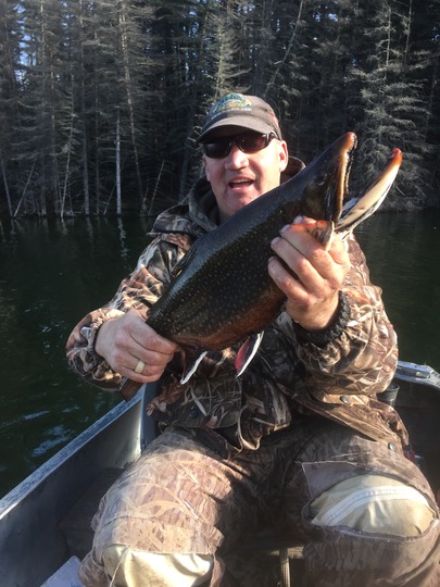 Brook Trout