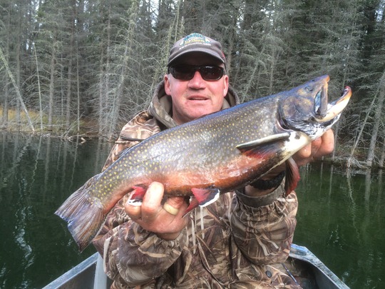 Brook Trout