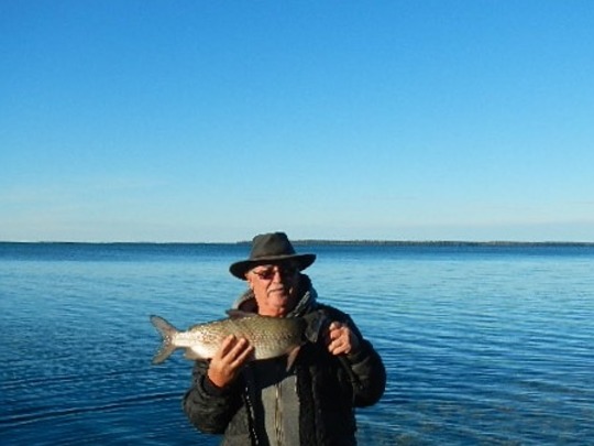 Lake Whitefish