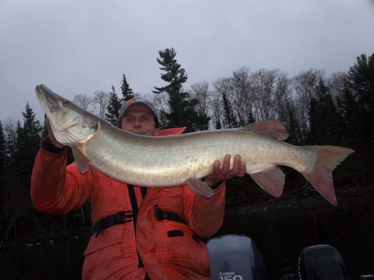 Muskellunge