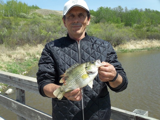 Rock Bass