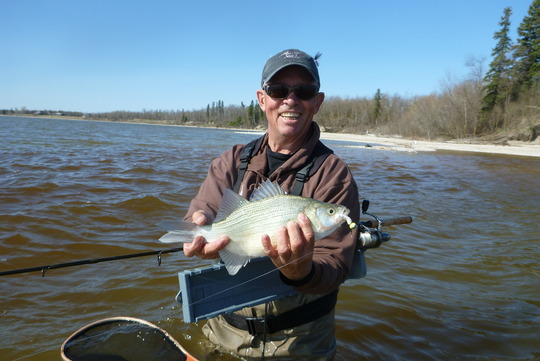 White Bass
