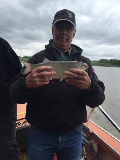 Goldeye