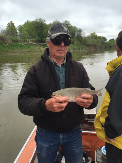 Goldeye