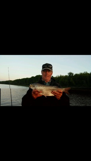 Goldeye