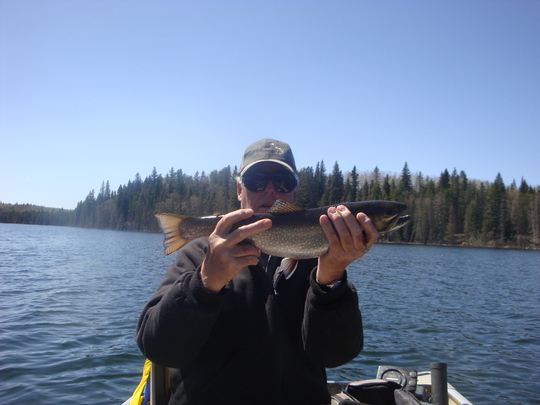 Brook Trout