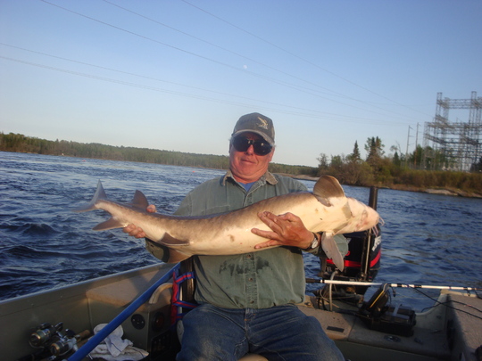 Lake Sturgeon