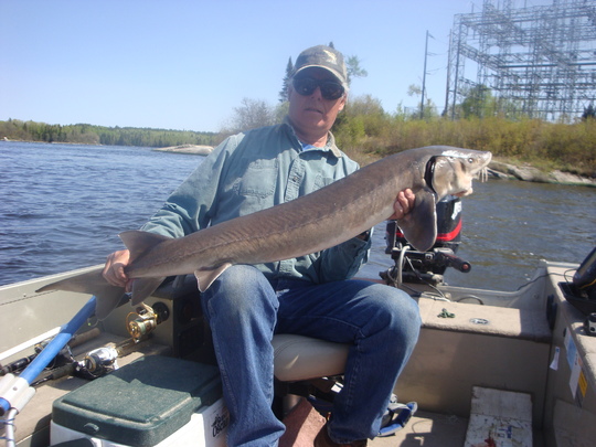 Lake Sturgeon