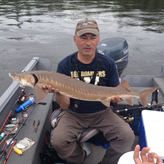 Lake Sturgeon