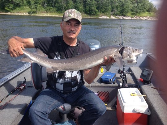 Lake Sturgeon