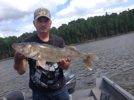 Walleye