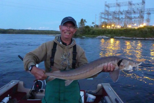 Lake Sturgeon