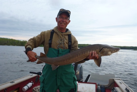 Lake Sturgeon