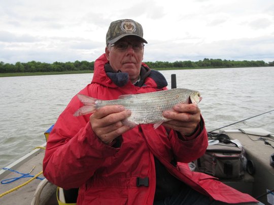 Goldeye