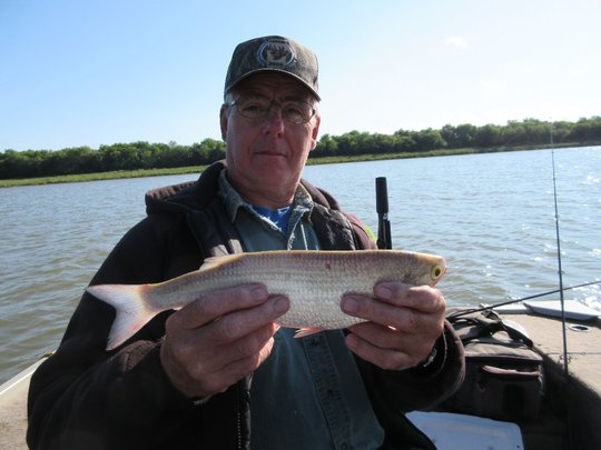 Goldeye