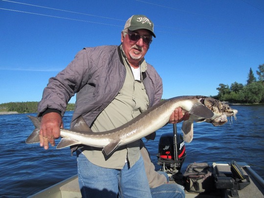 Lake Sturgeon