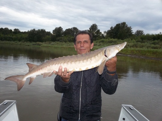 Lake Sturgeon