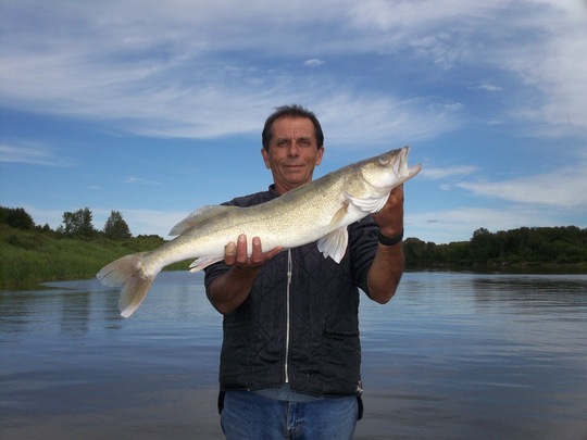 Walleye