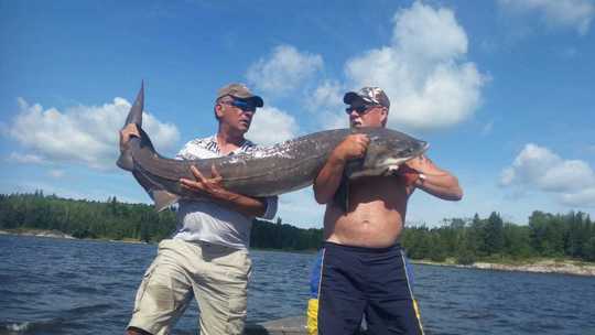 Lake Sturgeon