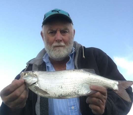 Goldeye