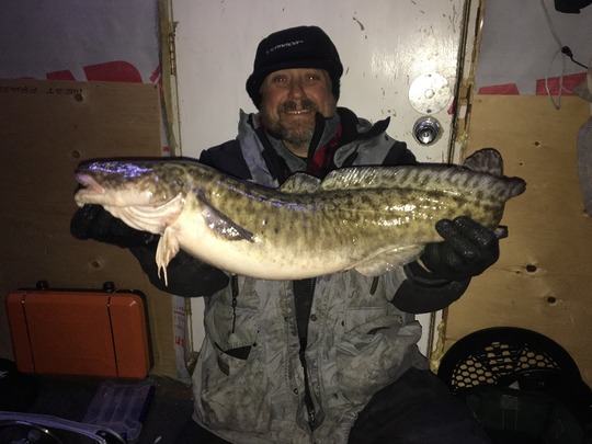 Burbot