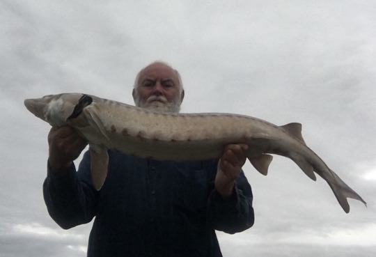 Lake Sturgeon