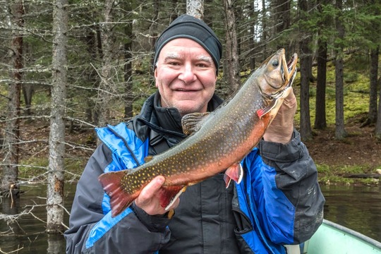 Brook Trout