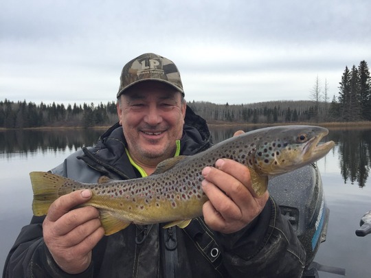 Brown Trout