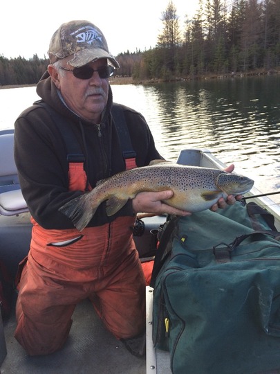 Brown Trout