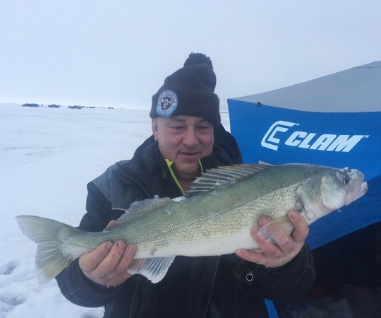 Walleye