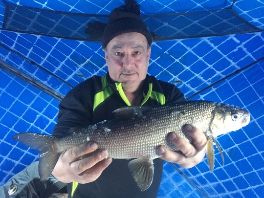 Lake Whitefish