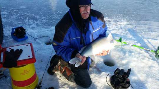 Walleye