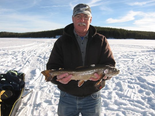 Arctic Char