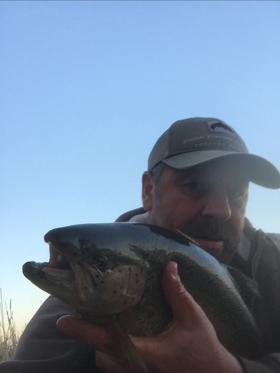 Rainbow Trout