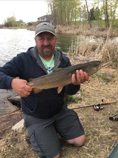 Brown Trout