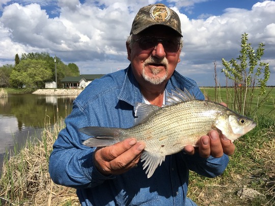 White Bass