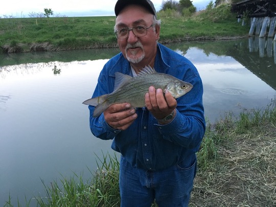 White Bass