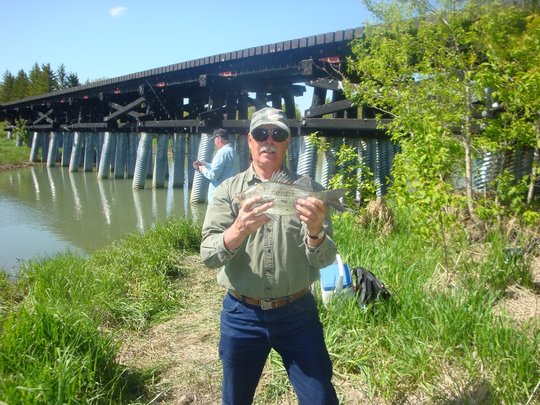 White Bass