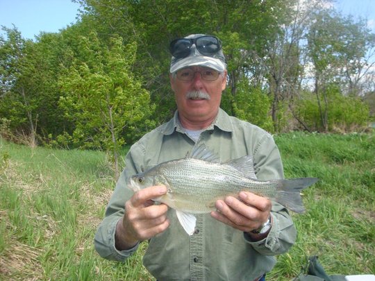 White Bass