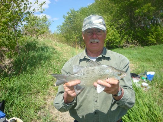 White Bass