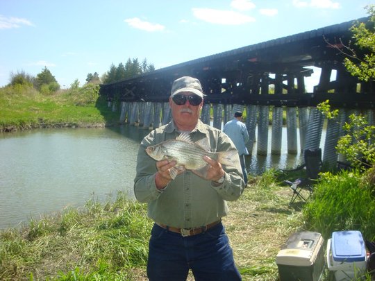 White Bass