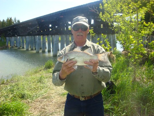 White Bass
