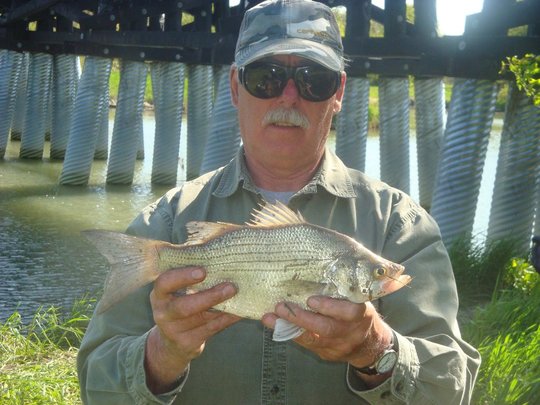 White Bass