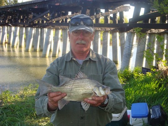 White Bass