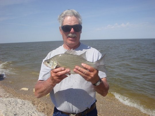 White Bass