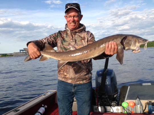 Lake Sturgeon