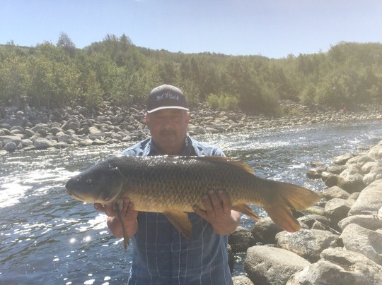 Common Carp